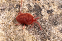 (Prostigmata - Trombidiidae - Allothrombium sp.)
